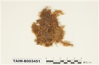 藏品(灰苔科)的圖片